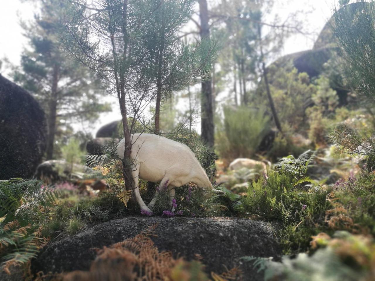 Casa Do Eido - Sustainable Living & Nature Experiences ジェレス エクステリア 写真